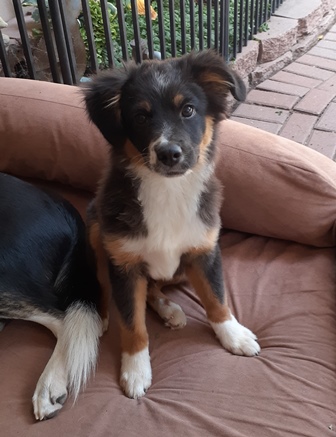 aussie ted